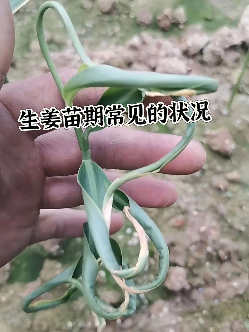 苦瓜套种生姜技术视频-图1