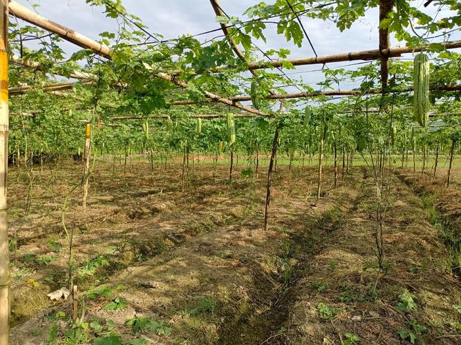 苦瓜套种生姜技术视频-图2