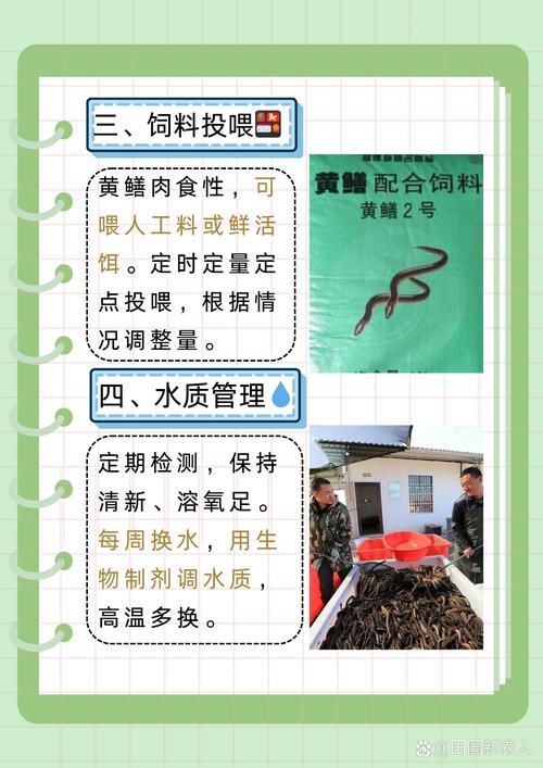 怀孕黄鳝怎么养殖技术-图1