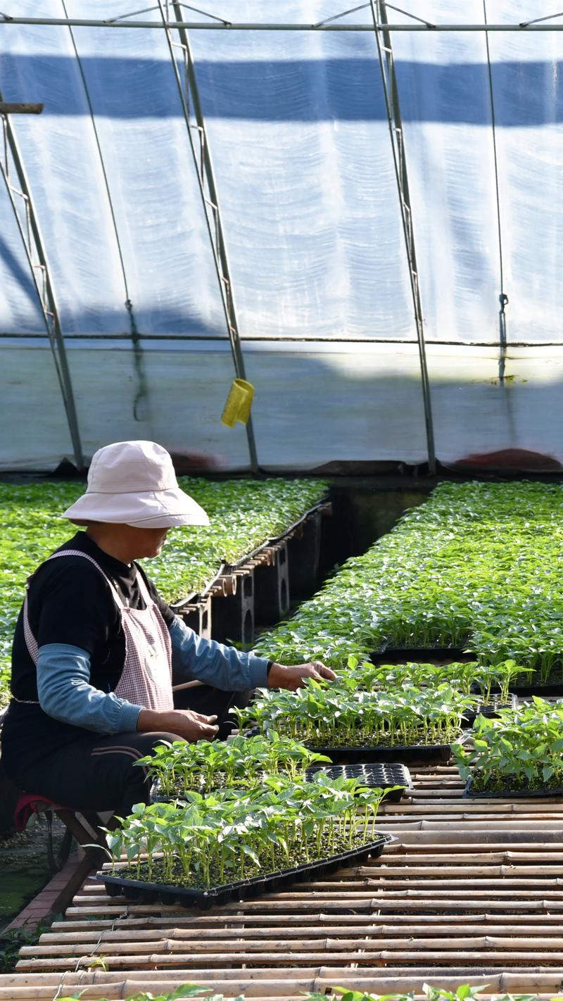辣椒种植全套技术视频-图2