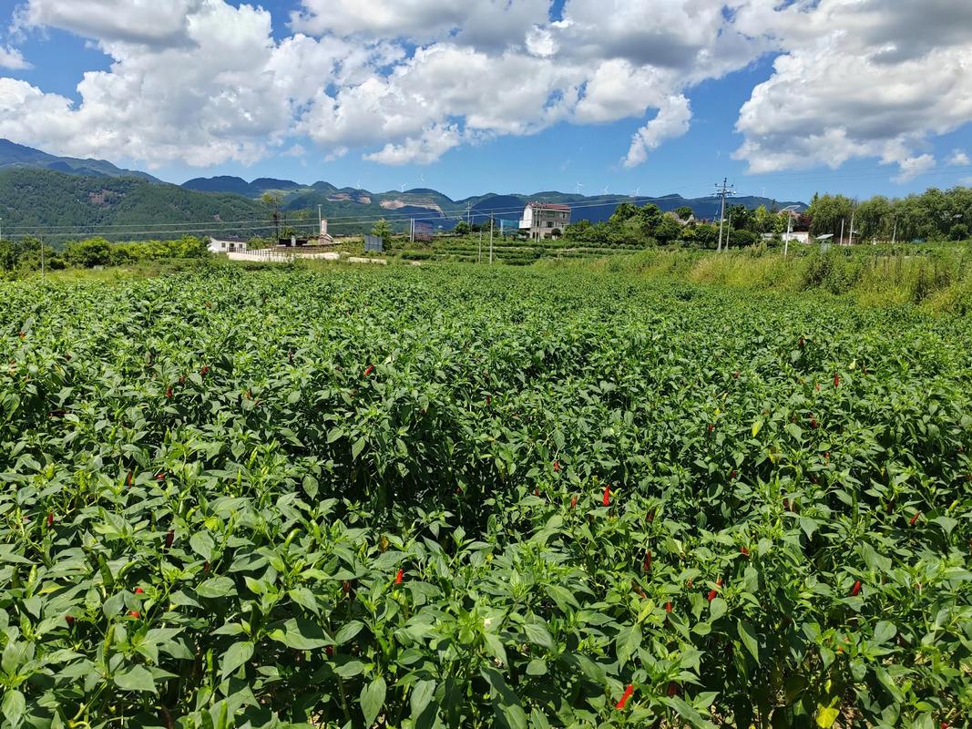 辣椒种植全套技术视频-图1
