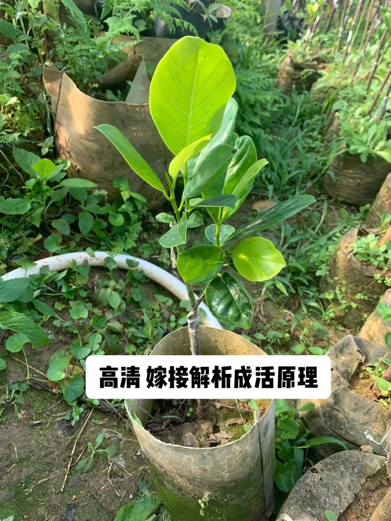 柚子嫁接栽培管理技术要点有哪些？-图1