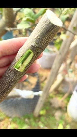 柚子嫁接栽培管理技术要点有哪些？-图2