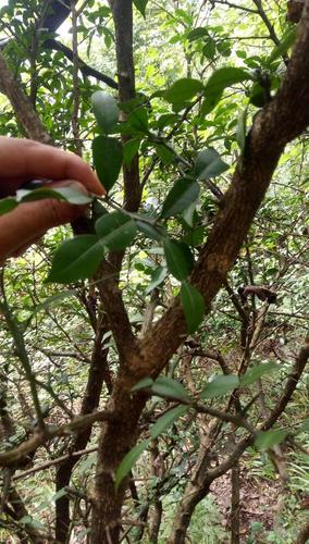 哪些橙子树品种会带刺？-图2