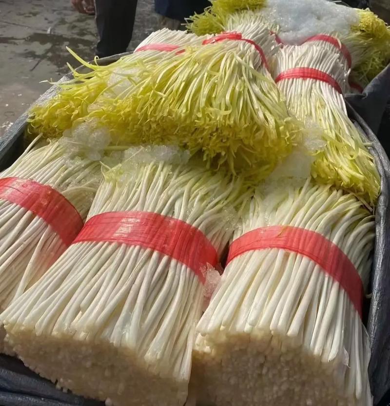 cctv韭黄栽培技术-图2 cctv韭黄栽培技术-图2