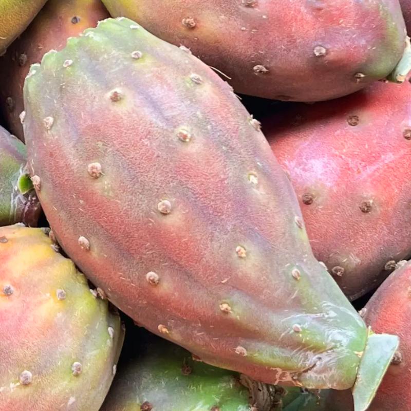 食用仙人掌有哪些品种-图1 食用仙人掌有哪些品种-图1