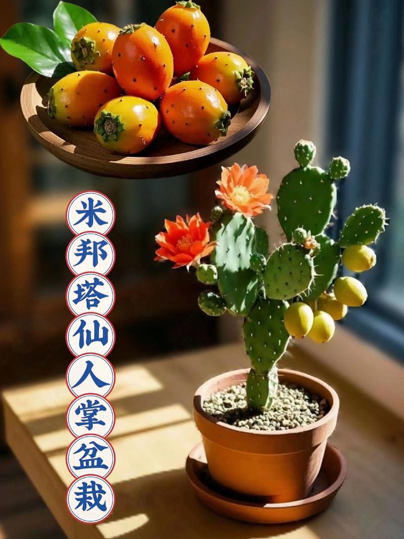 食用仙人掌有哪些品种-图3 食用仙人掌有哪些品种-图3