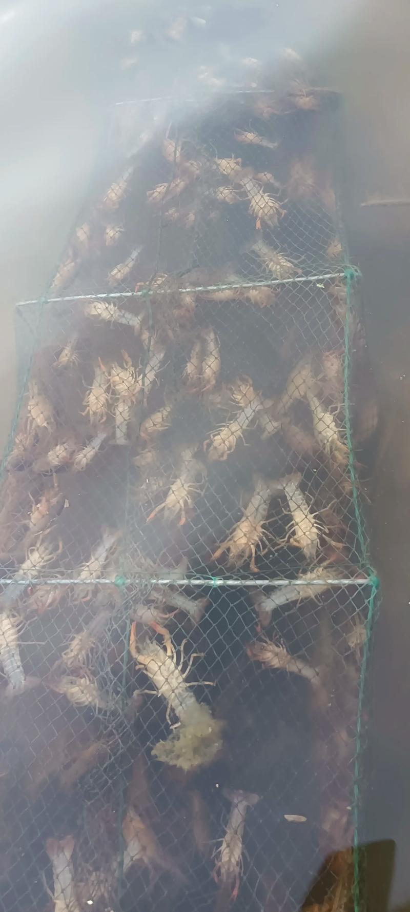 中国养殖龙虾技术视频如何学？-图1