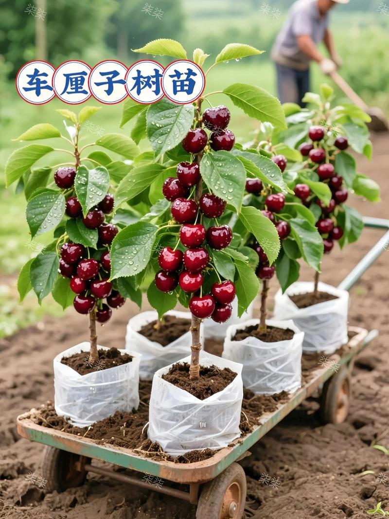 车厘子苗哪个品种最好？-图1