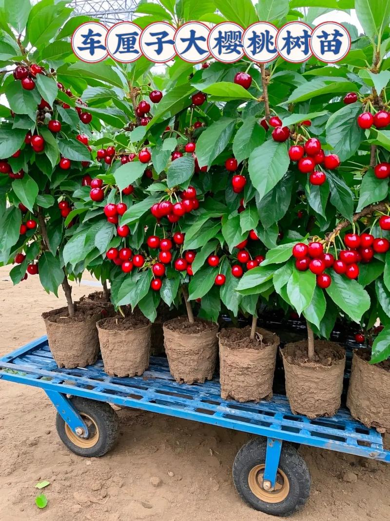 车厘子苗哪个品种最好？-图2