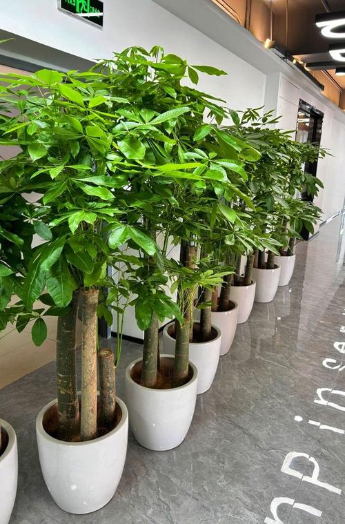 发财树品种有多少?附图片对比?-图1 发财树品种有多少?附图片对比?-图1