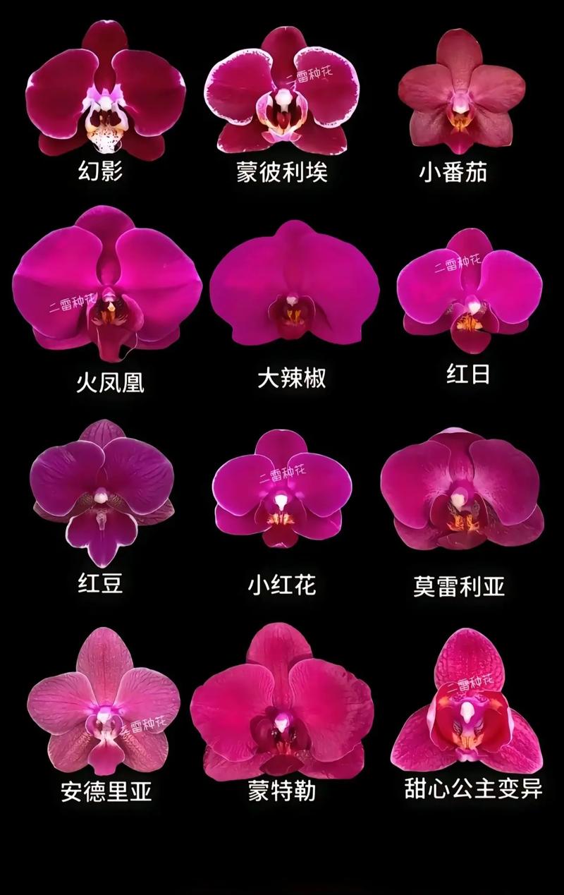 蝴蝶兰品种名称图片有哪些？-图1