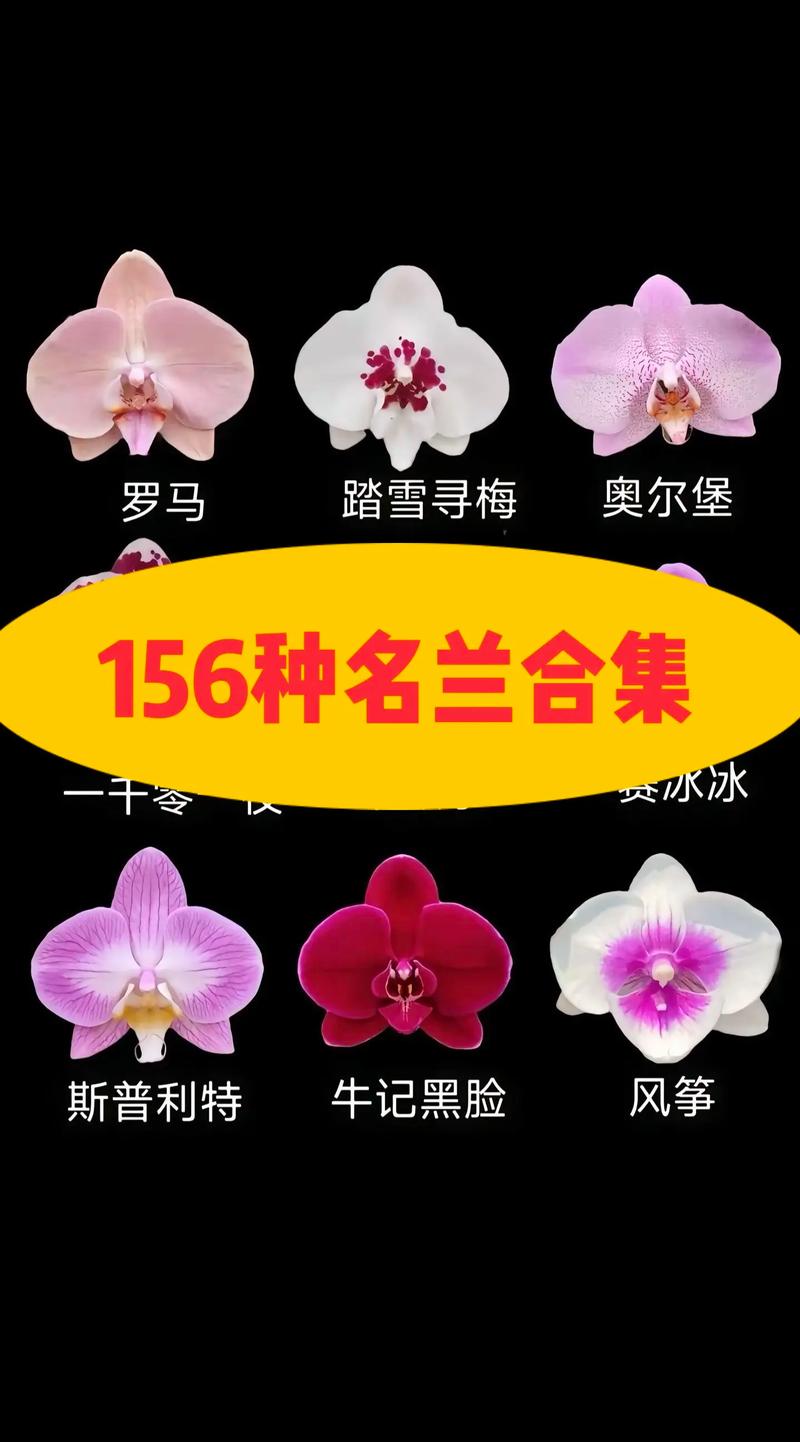 蝴蝶兰品种名称图片有哪些？-图2