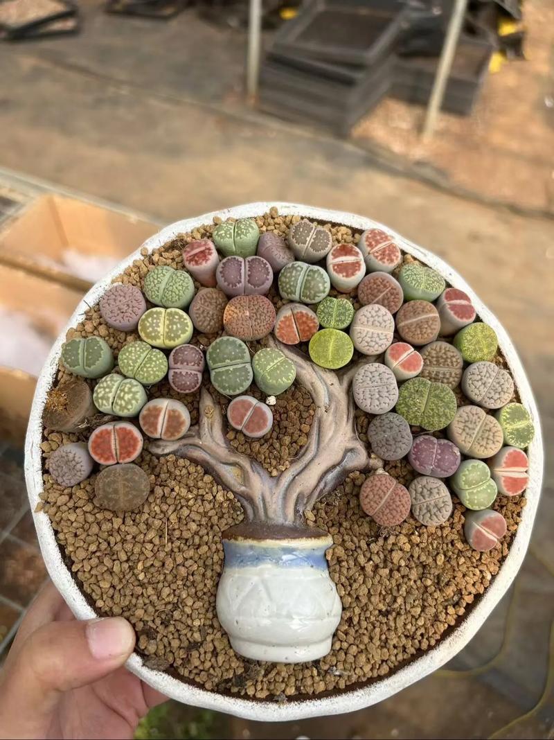 哪些生石花品种颜值最高？-图2