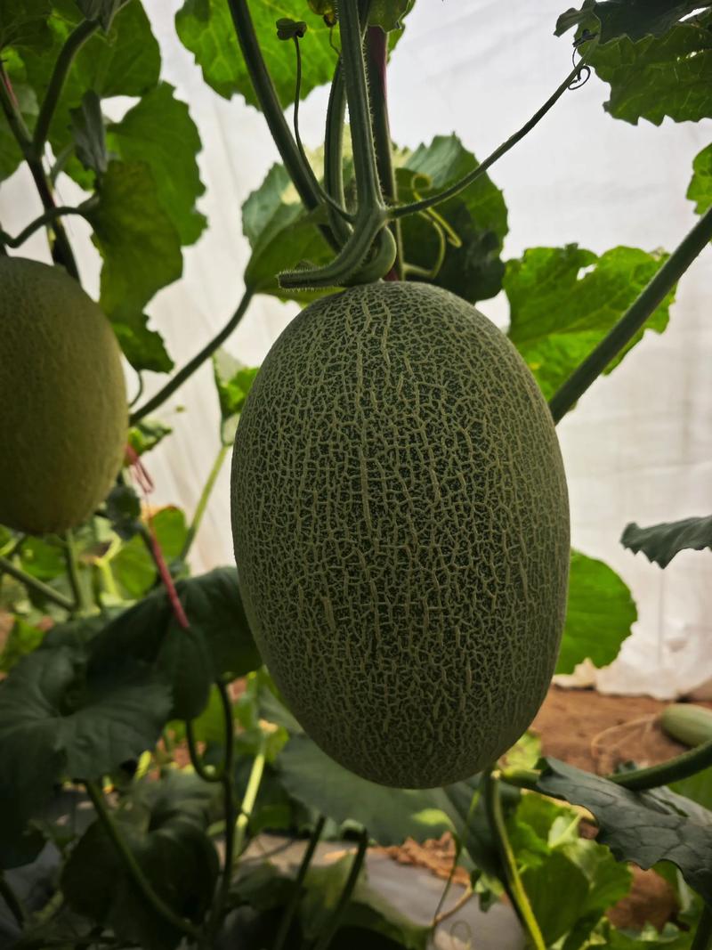 海南哈密瓜有几个品种-图1 海南哈密瓜有几个品种-图1