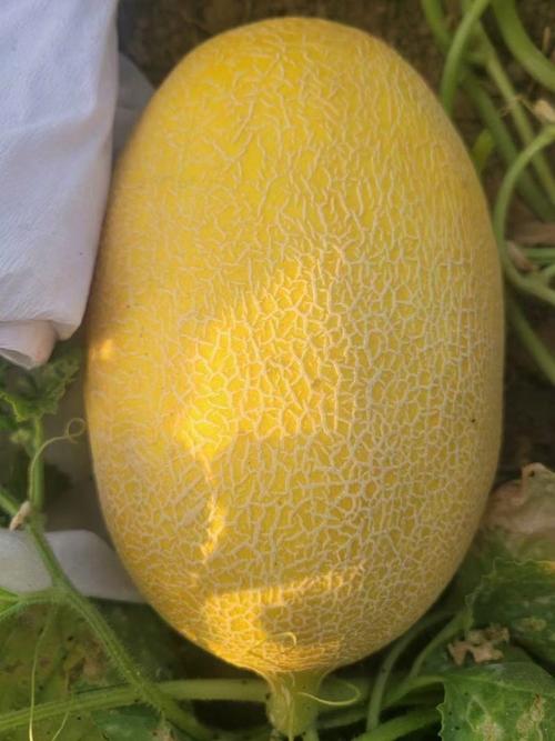 海南哈密瓜有几个品种-图2 海南哈密瓜有几个品种-图2