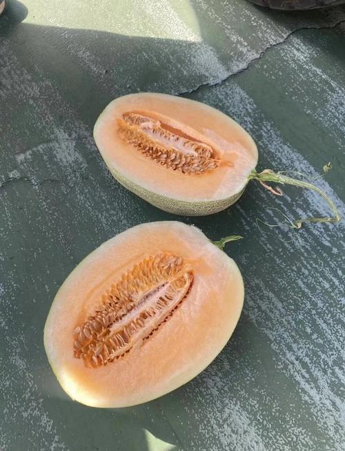 海南哈密瓜有几个品种-图3