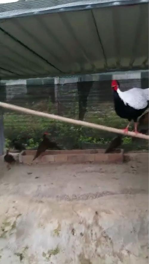 广西桂林白鹇养殖技术-图1