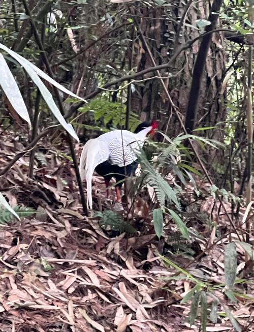 广西桂林白鹇养殖技术-图2