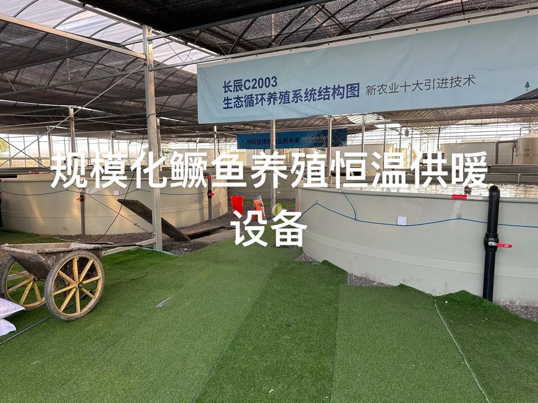 广西桂林白鹇养殖技术-图3