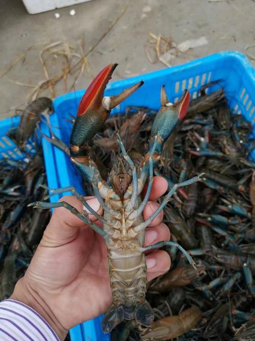 淡水小龙虾品种有哪些？-图1