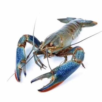 淡水小龙虾品种有哪些？-图2