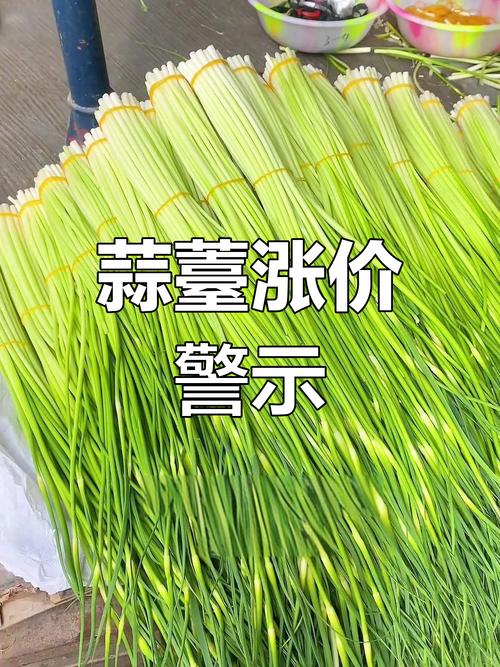 2025年蒜薹价格会涨还是跌？-图1