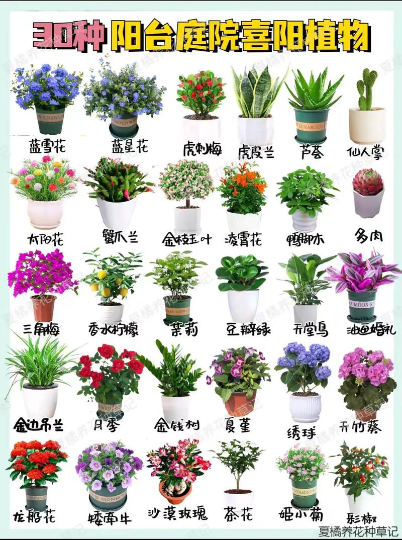 家花有哪些常见品种？-图2