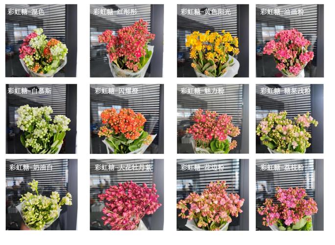 家花有哪些常见品种？-图3