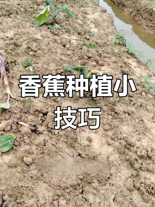 香蕉种植技术有哪些关键步骤？-图2