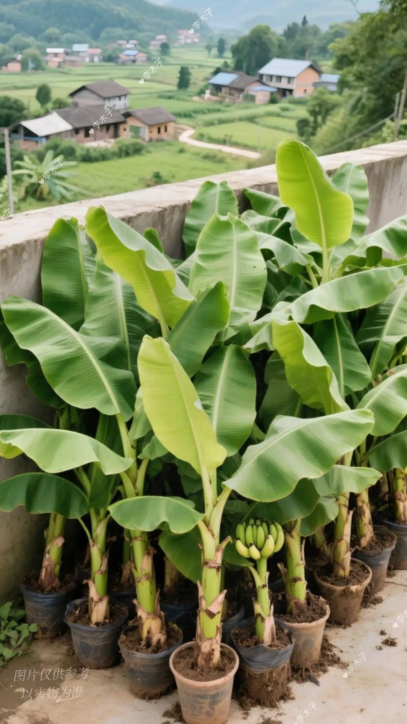 香蕉种植技术有哪些关键步骤？-图3