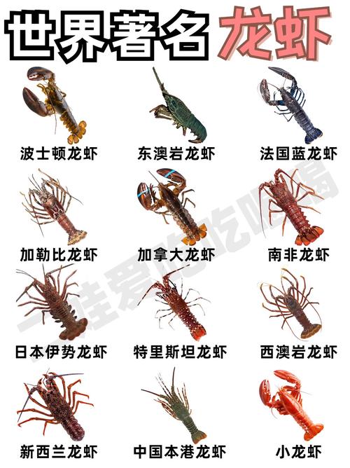 淡水小龙虾究竟有多少品种?-图1 淡水小龙虾究竟有多少品种?-图1