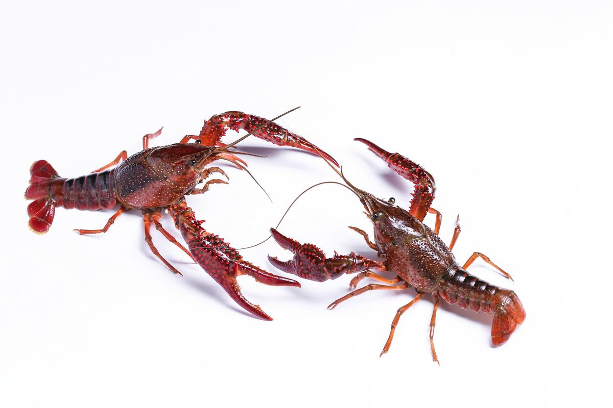 淡水小龙虾究竟有多少品种?-图2 淡水小龙虾究竟有多少品种?-图2