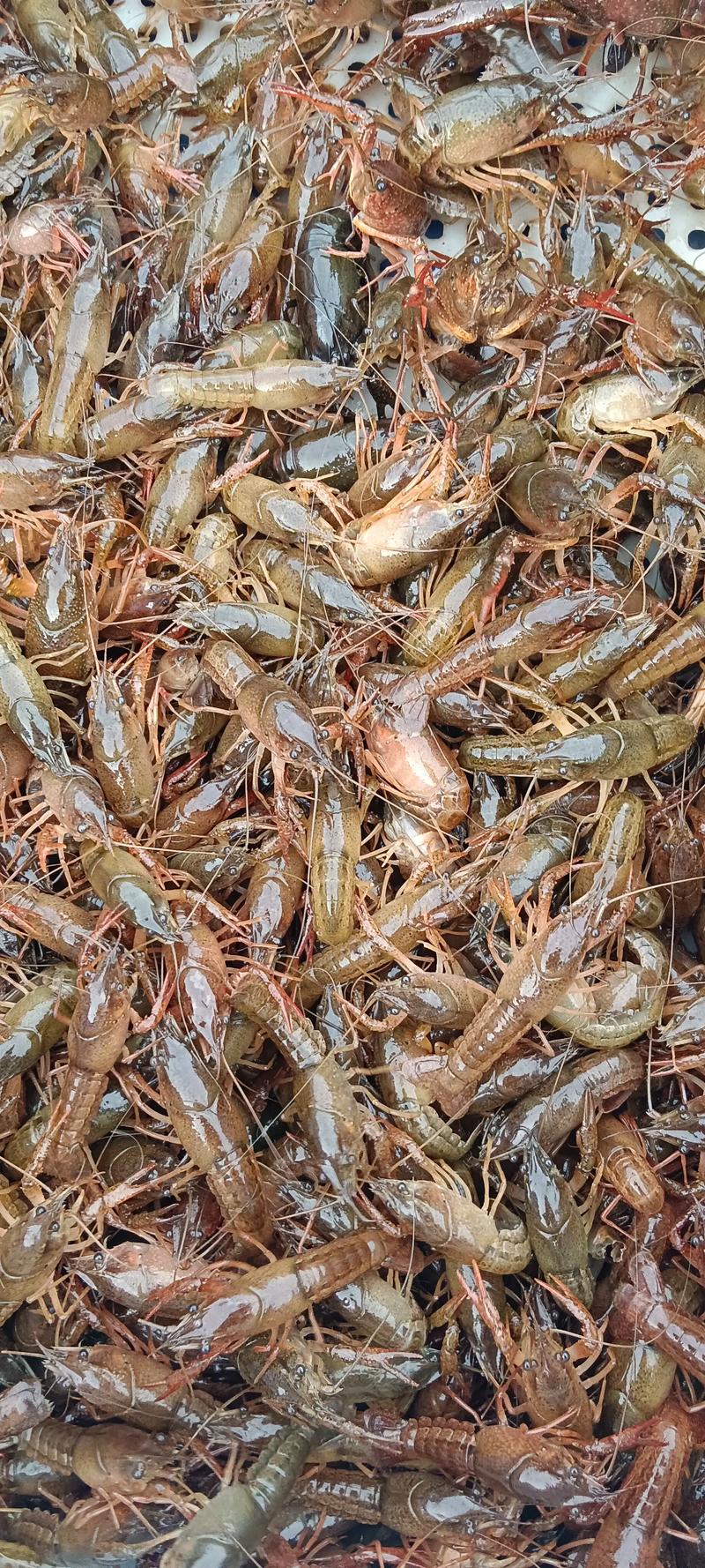 淡水小龙虾究竟有多少品种?-图3 淡水小龙虾究竟有多少品种?-图3