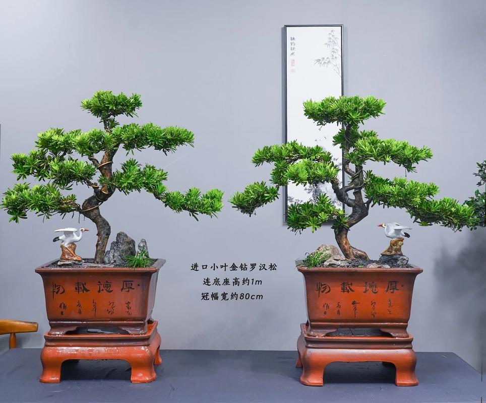 罗汉松最名贵品种是哪个？-图2