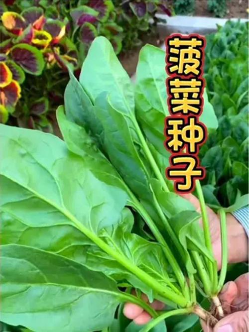 冬季菠菜种植技术要点有哪些?-图3 冬季菠菜种植技术要点有哪些?-图3
