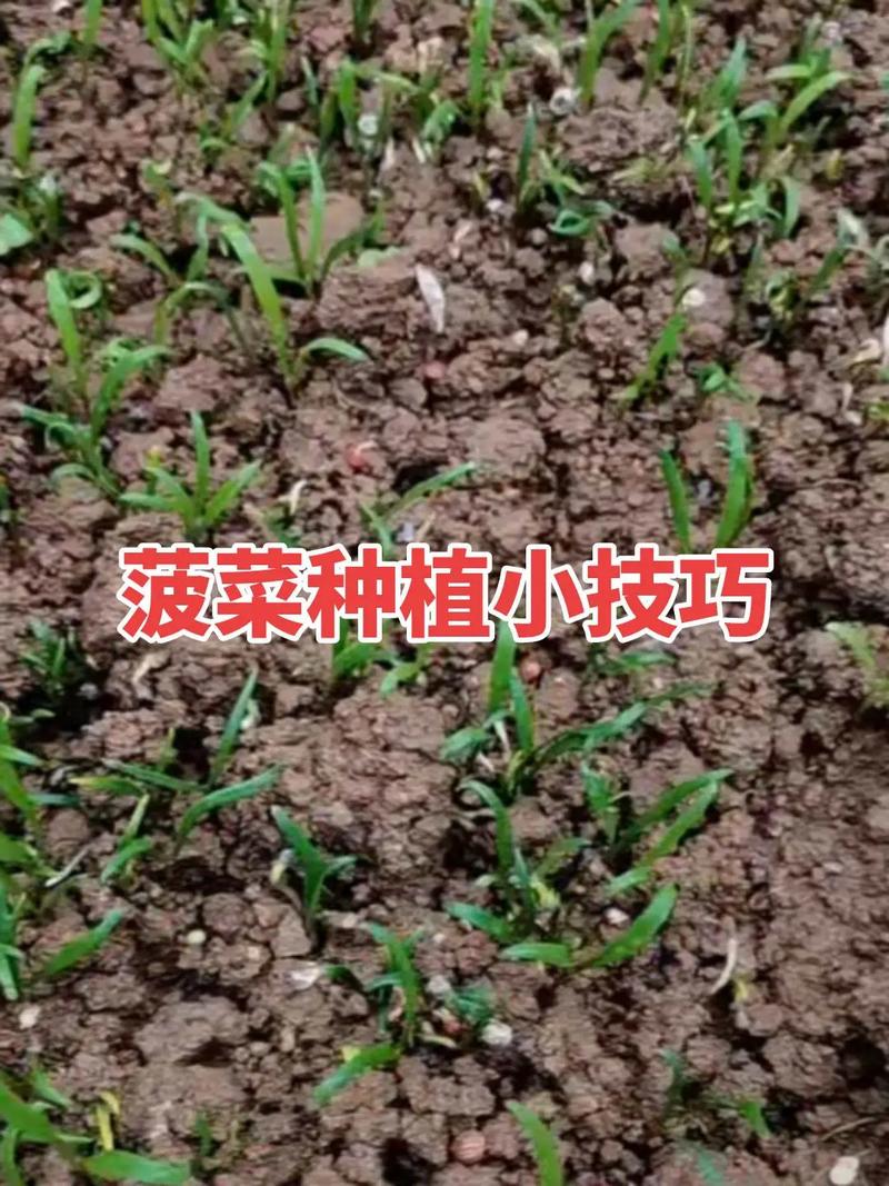 冬季菠菜种植技术要点有哪些?-图2 冬季菠菜种植技术要点有哪些?-图2