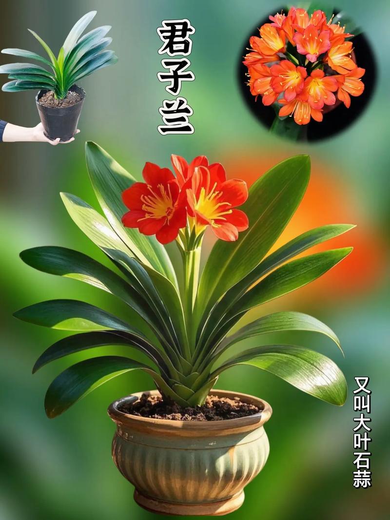 最名贵君子兰品种是哪种？-图1