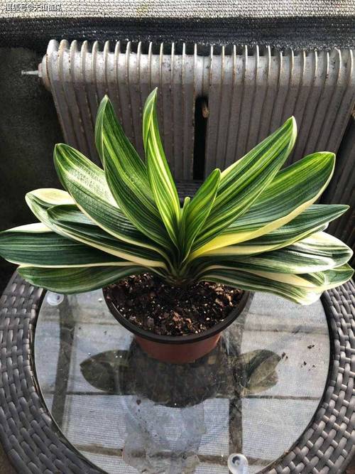 最名贵君子兰品种是哪种？-图2