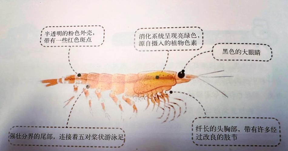 国家虾产业技术体系如何助力产业升级？-图2