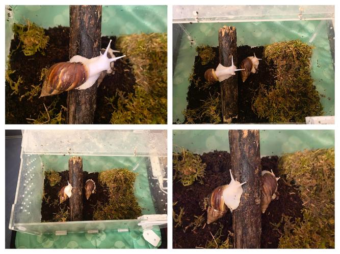 白玉蜗牛养殖技术有哪些新突破?-图1 白玉蜗牛养殖技术有哪些新突破?-图1