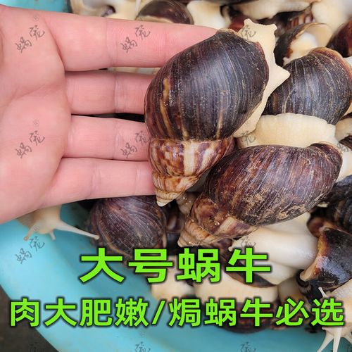 白玉蜗牛养殖技术有哪些新突破?-图2 白玉蜗牛养殖技术有哪些新突破?-图2