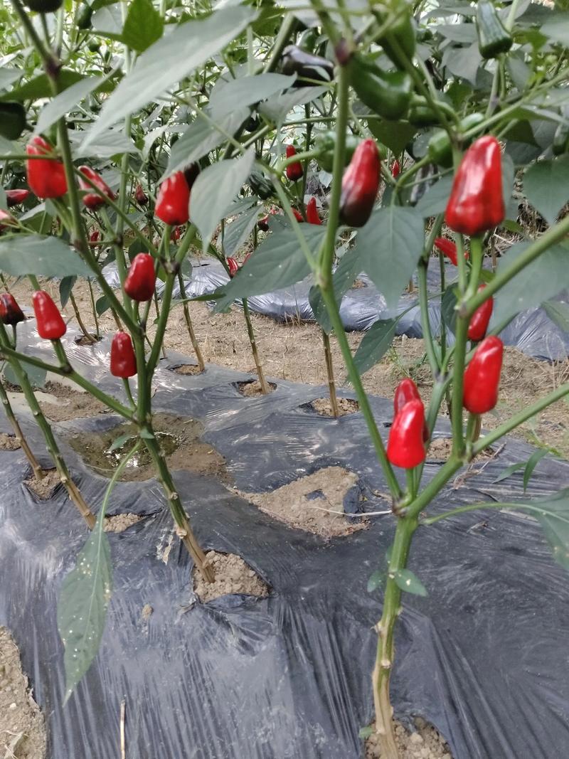 2025工业辣椒价格会涨还是跌?-图2 2025工业辣椒价格会涨还是跌?-图2