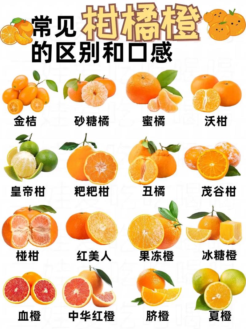 现在柑桔有哪些新品种?-图1 现在柑桔有哪些新品种?-图1