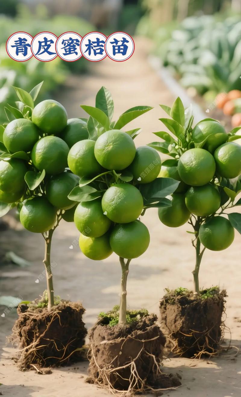 现在柑桔有哪些新品种？-图3