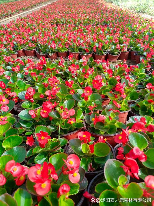 海棠花最好品种是什么-图2