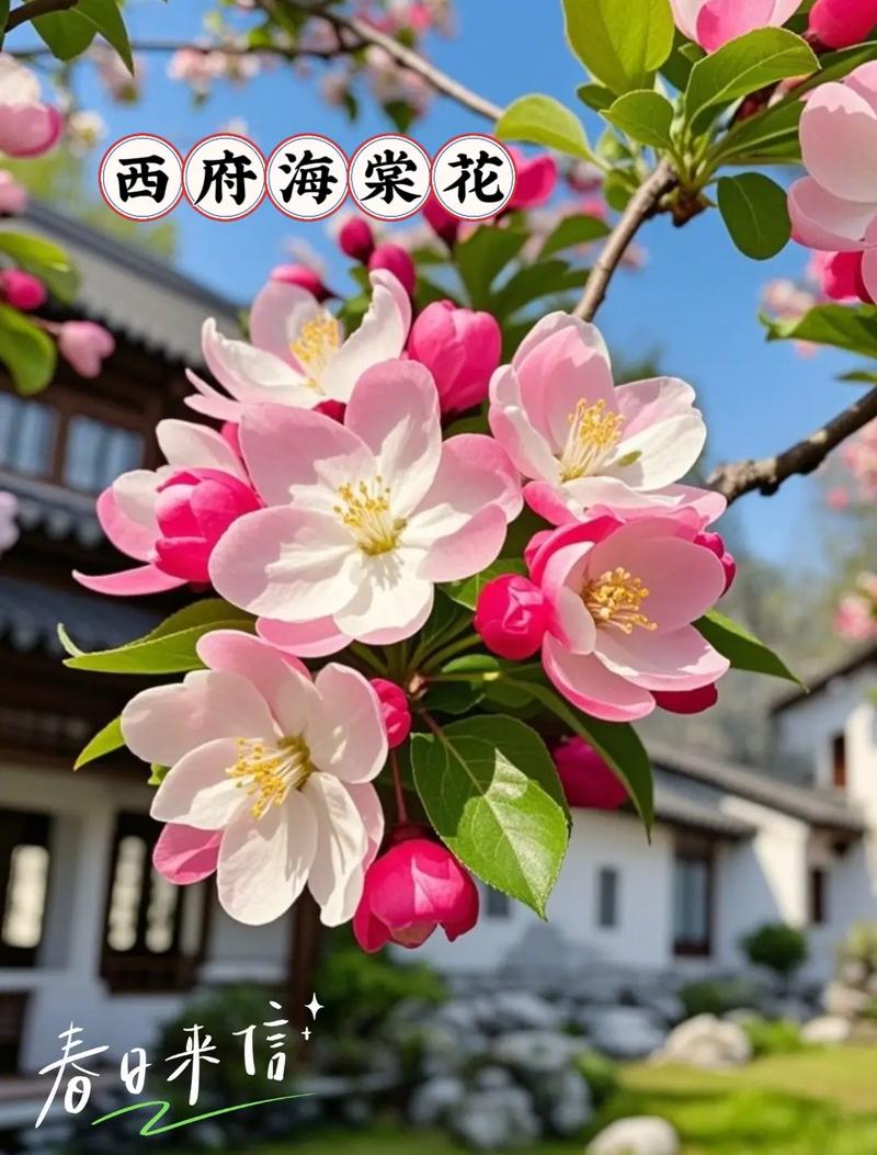 海棠花最好品种是什么-图3