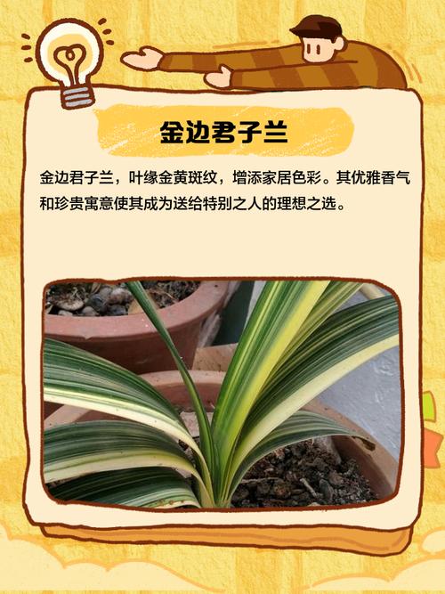 哪种君子兰品种最贵?-图2 哪种君子兰品种最贵?-图2