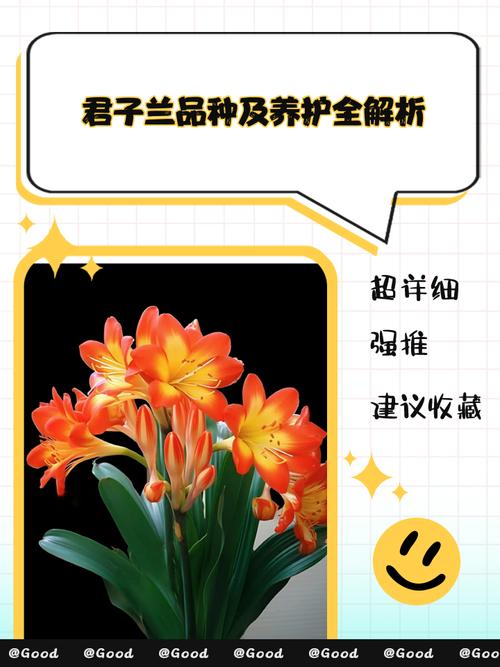 哪种君子兰品种最贵?-图3 哪种君子兰品种最贵?-图3