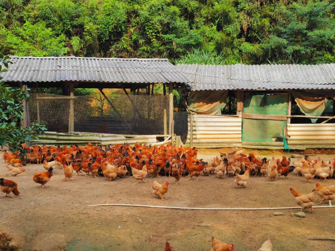 山上养鸡技术视频怎么播放？-图1